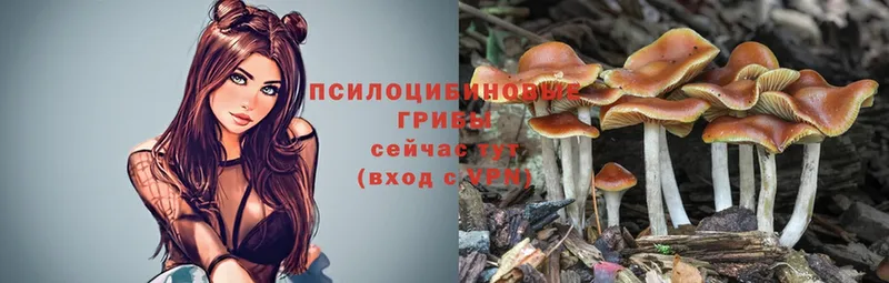 Галлюциногенные грибы Psilocybe  где купить   Игра 